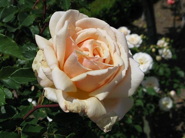  photo DiamondJubileeatfiloliAARS48IMG_0985_zpsca750d9a.jpg